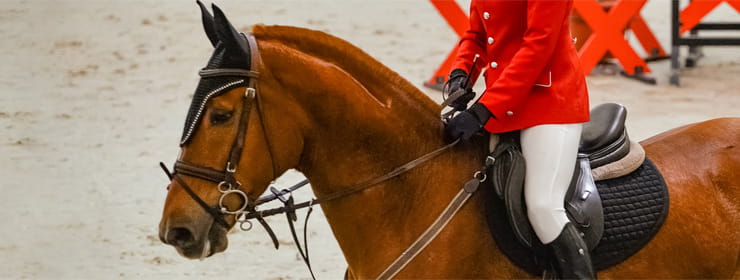 A horse and a rider on an international horse racing event